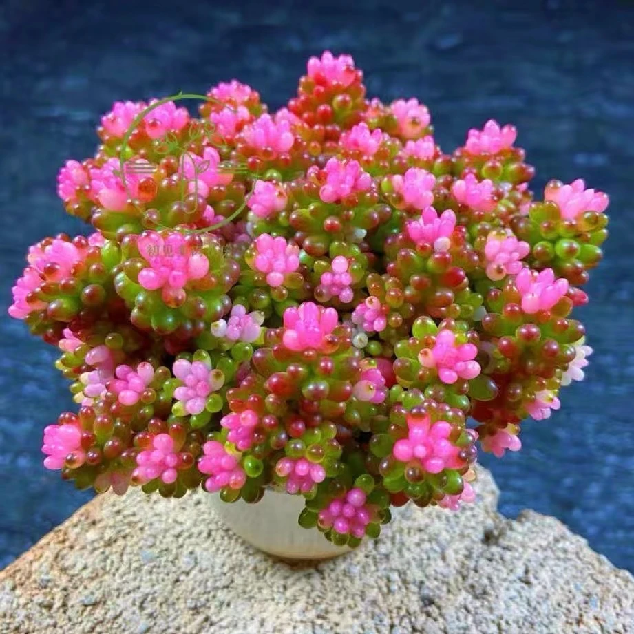 七彩龙珠圆盆【满18包邮】