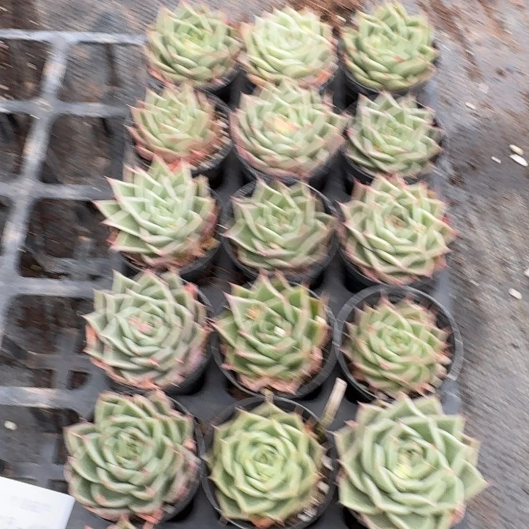 多肉杂交爱奥一物一拍18-41