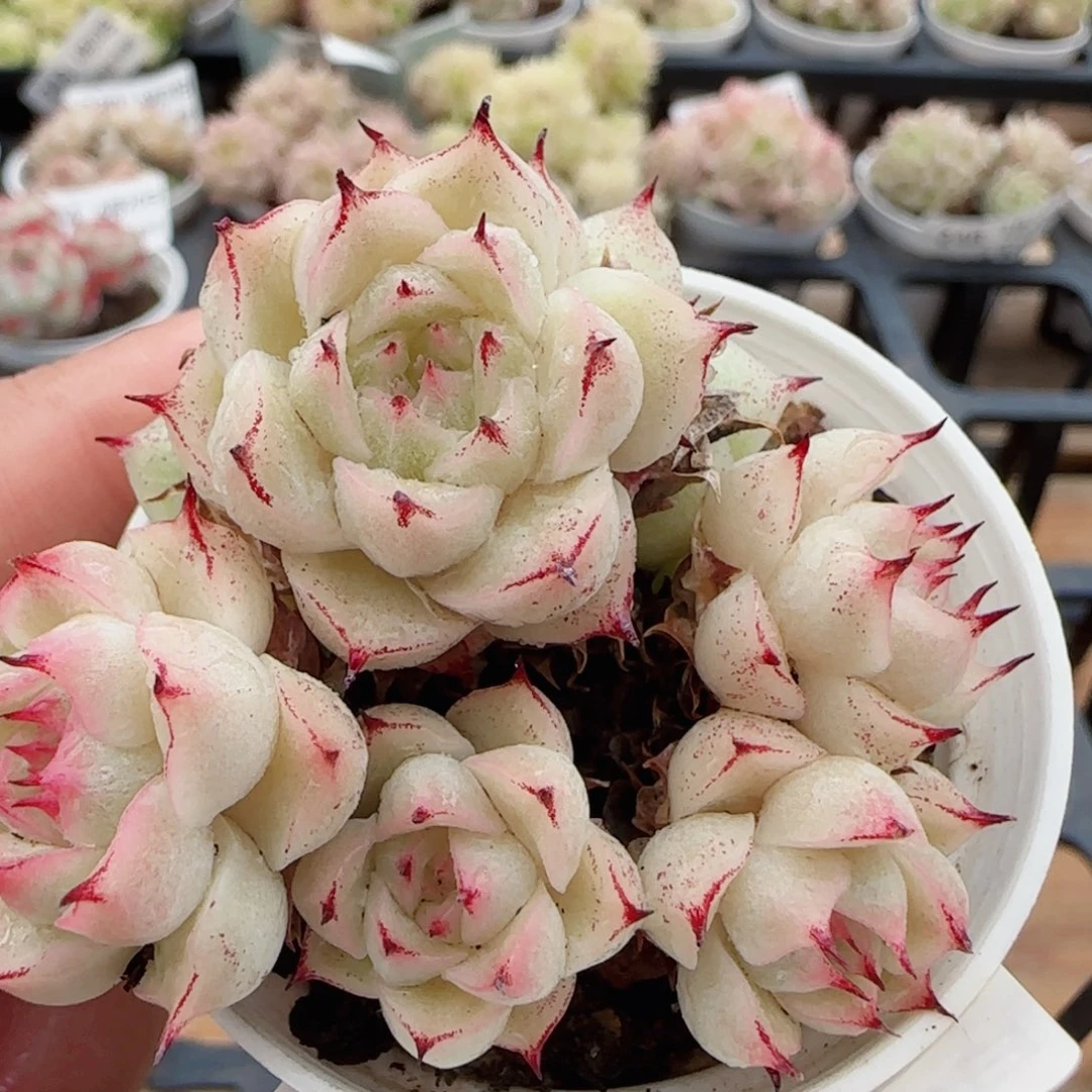花语逸镜0420-305散