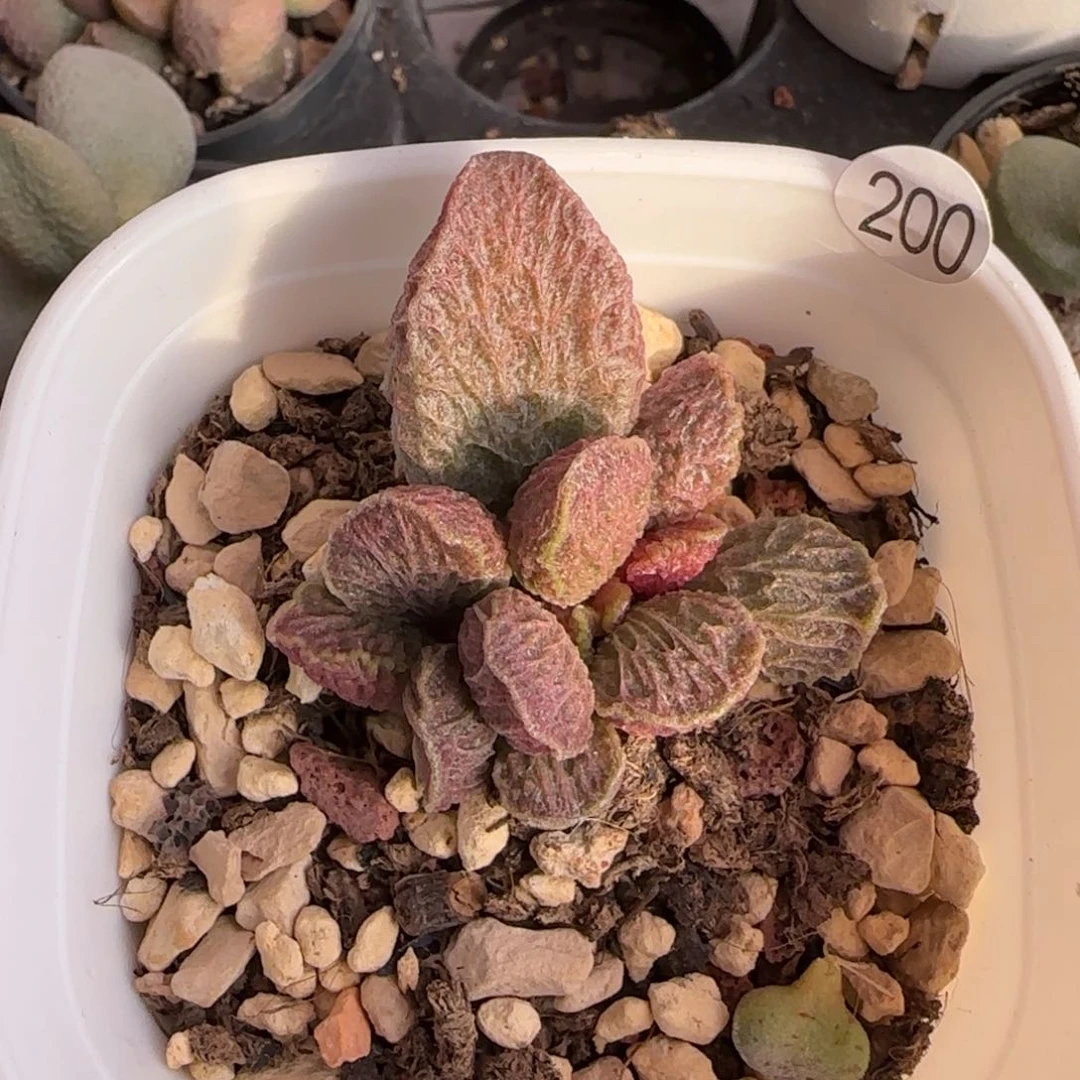 大鱼海棠水泡多肉植物200