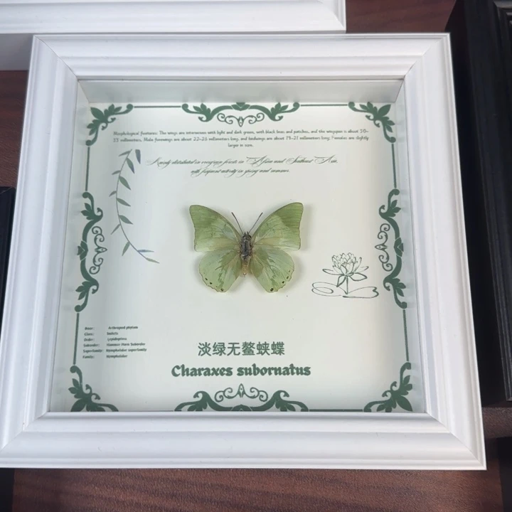 蝴蝶标本蝴蝶标本