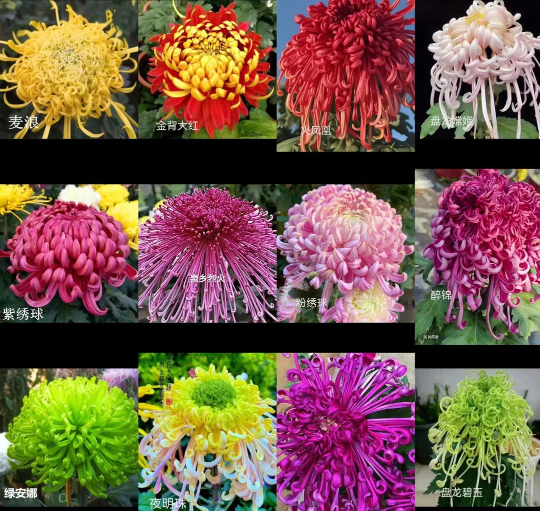 【推荐】九月大菊15棵15个品种菊花苗