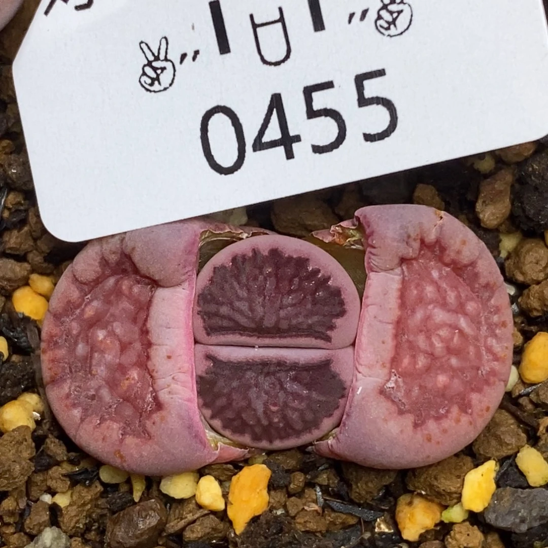 0455。零下拍保温。