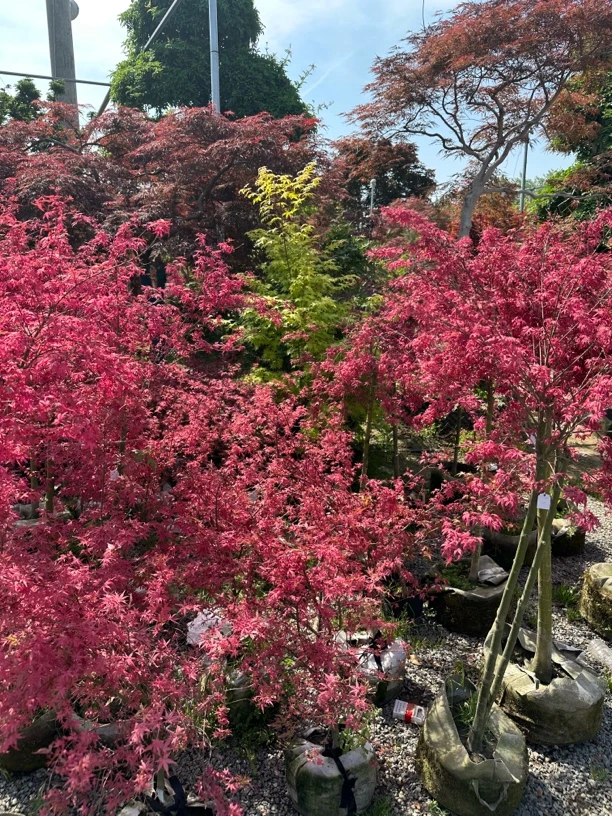 枫树流泉枫羽毛枫品种枫一物一拍