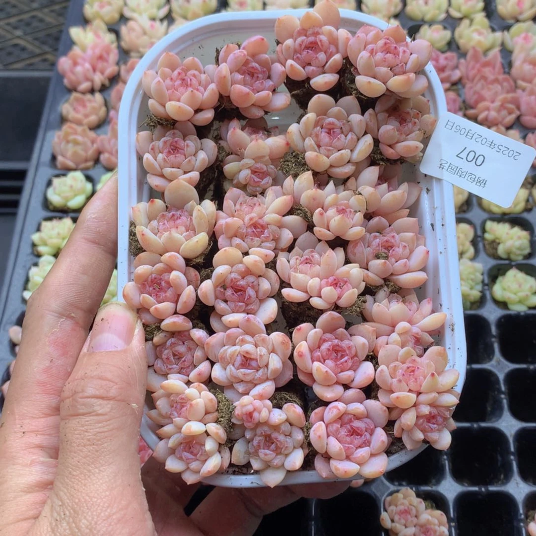 反反复复还是很开心007