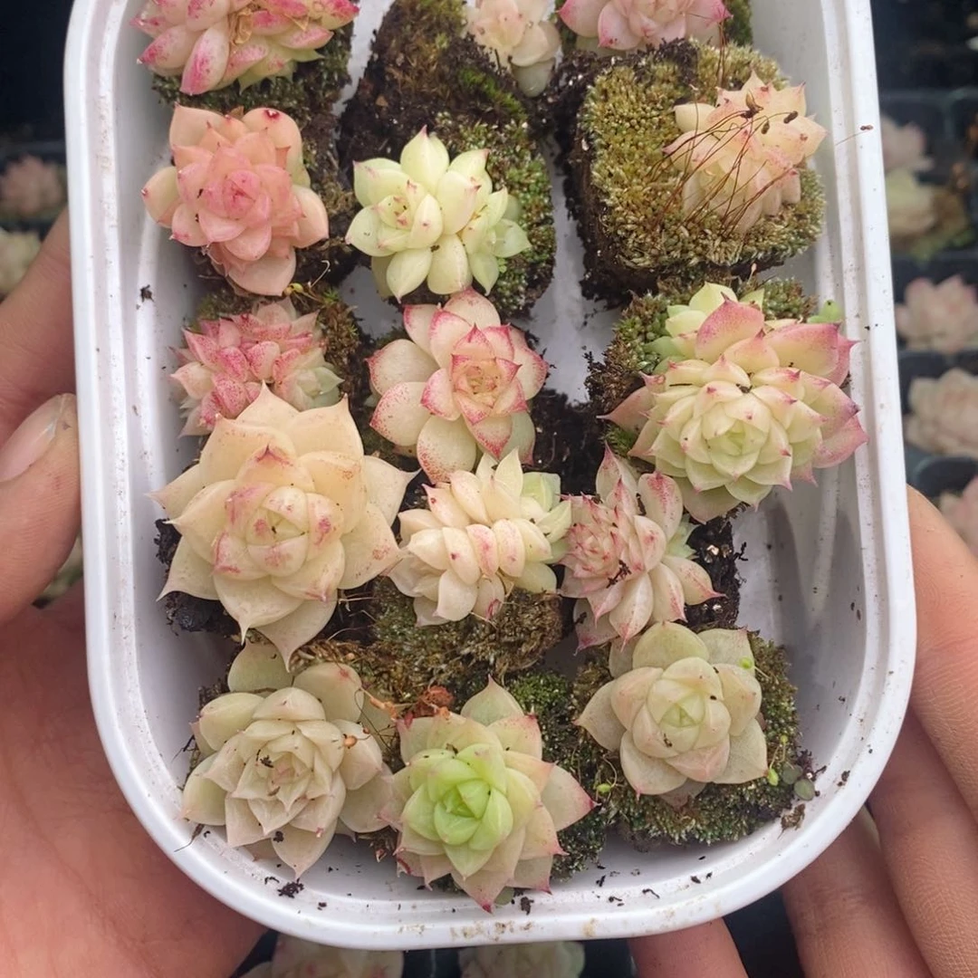 冬*2-134 新疆西藏内蒙不发其他一单包邮两到三公分多肉