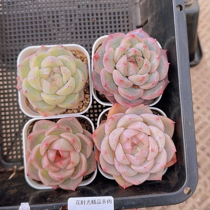 花时光精品多肉81