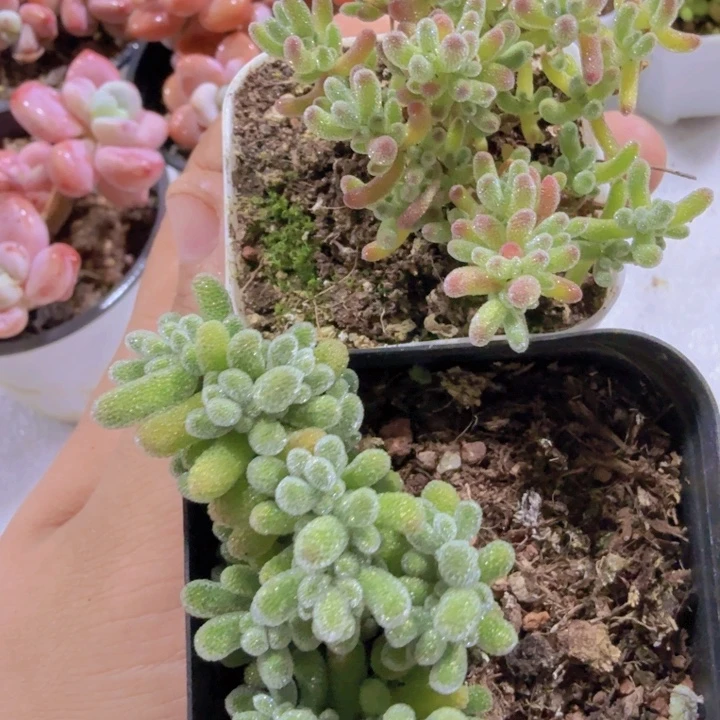 紫水晶冰晶两盆一组