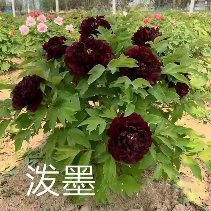 花尊牡丹·泼墨·重瓣大花花香四溢原盆原土带芽发货后4月开花