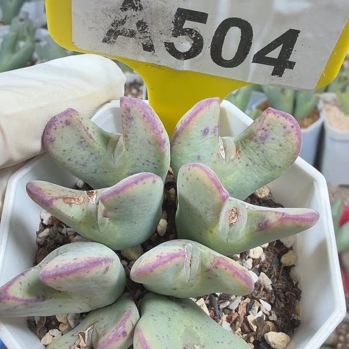 小***子504mmmmmmmmmmmmmmmmnnnnnn