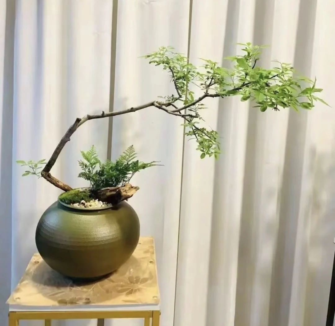 小叶黄荆盆景素材，易活。一物一拍。