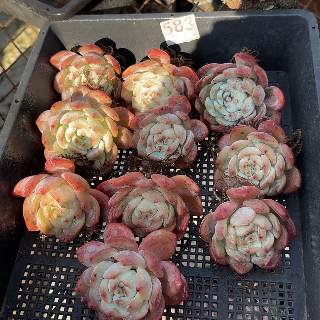 583十棵包邮红血橙老桩特价