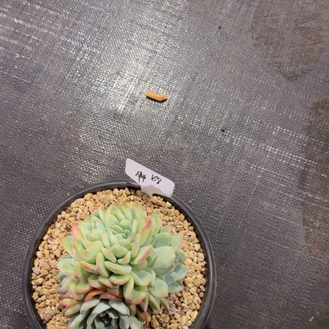 美慕花坊，一物一拍