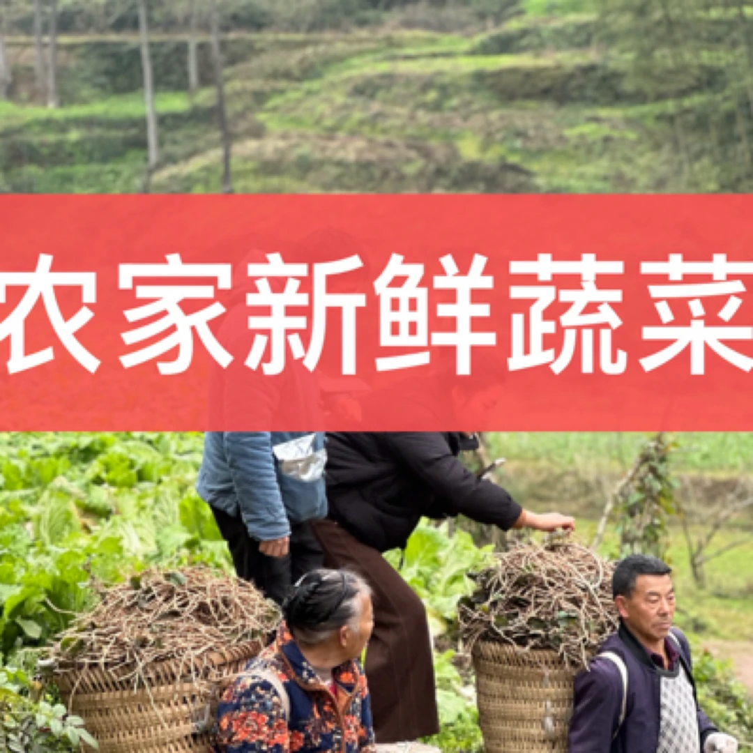 《助农蔬菜》农家自种新鲜西红柿