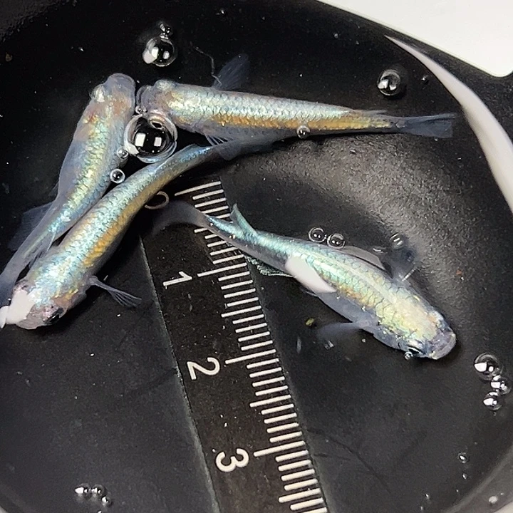 青鳉鱼黑衣一组39号
