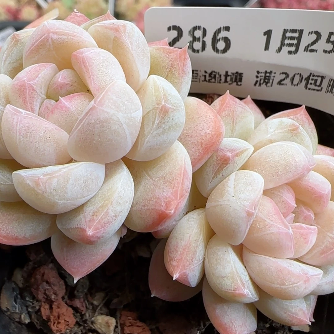 花语逸镜0125-286