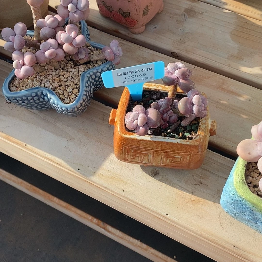 120065脱裤子我璐璐璐璐璐璐了咯