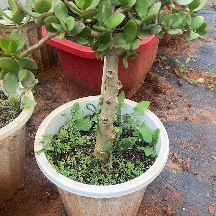 用***2多肉植物实物直播实物270