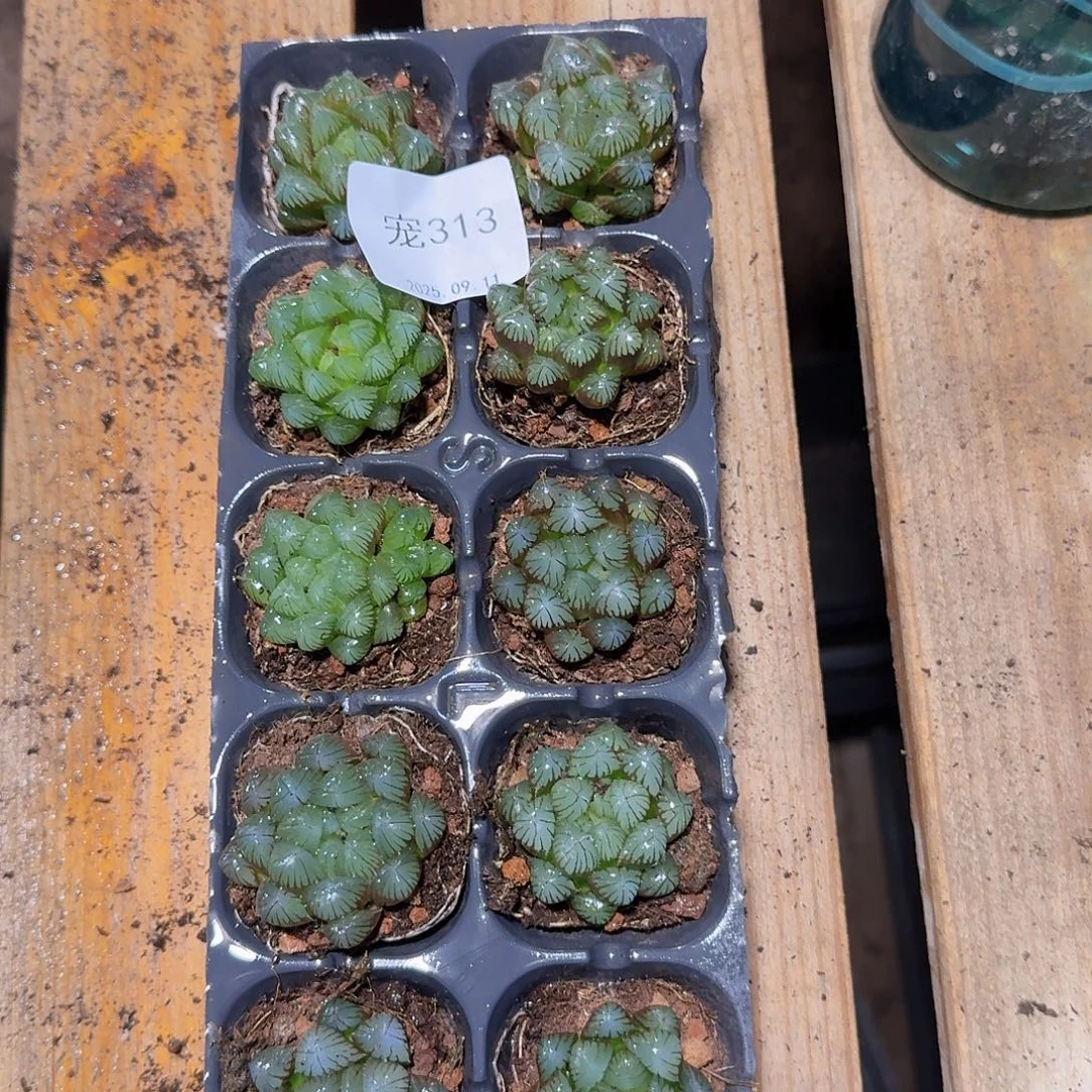 直播福利一物一拍313