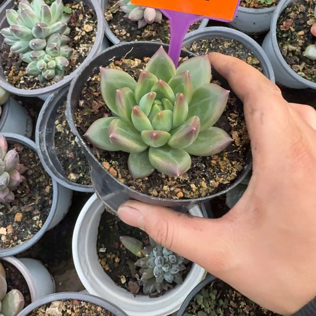 北***北多肉植物绿泡泡377