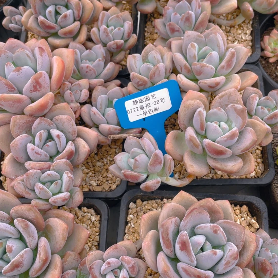 0722-28-奥橙大群生一颗