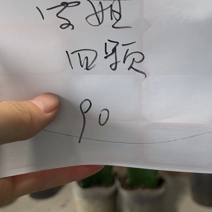 雪***康当前无花朵，栽培后可花朵