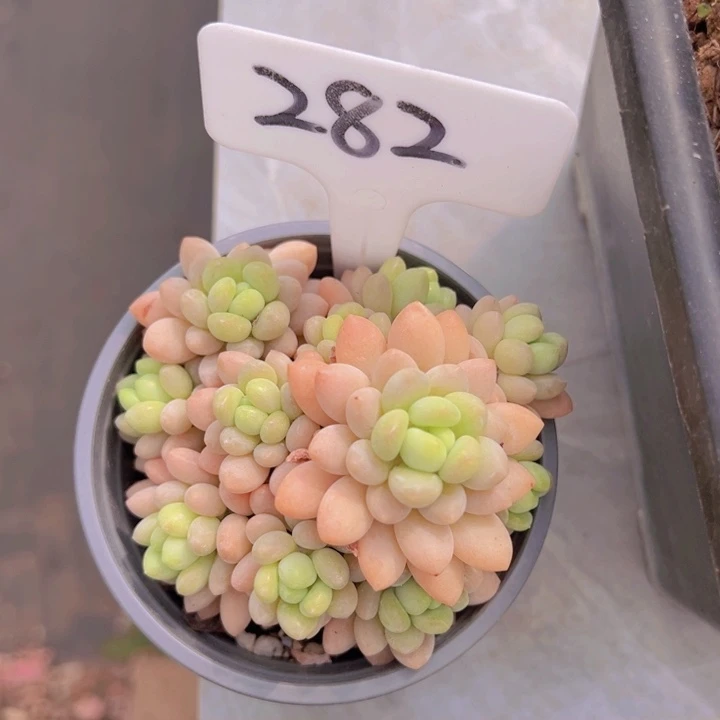 健健康康平平安安