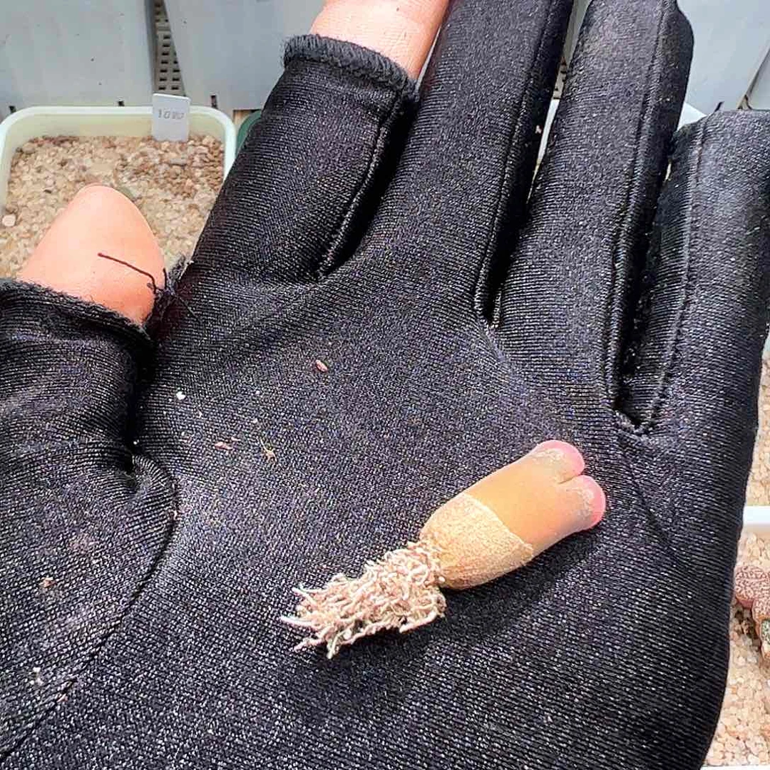 H**a精品小小小风铃一颗608。