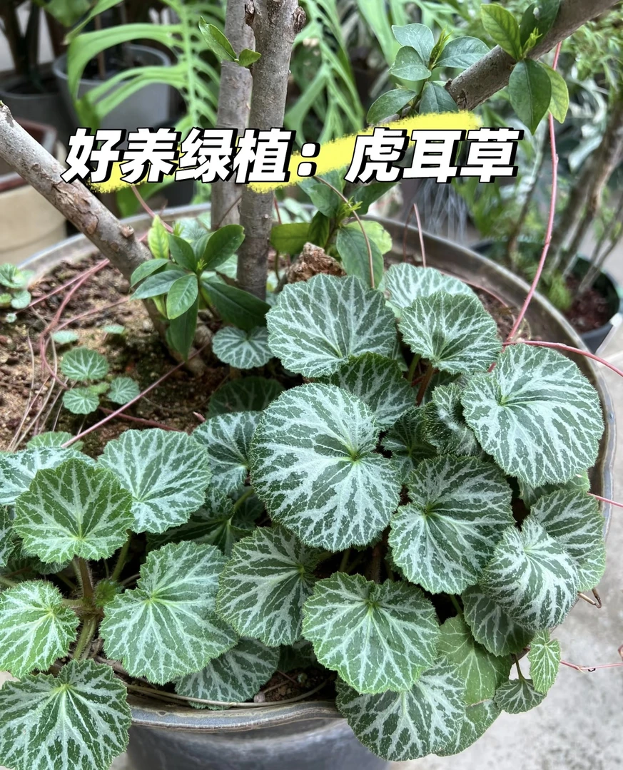[虎耳草] 一加仑大盆 多年生庭院花镜四季常青植物耐阴耐湿绿叶