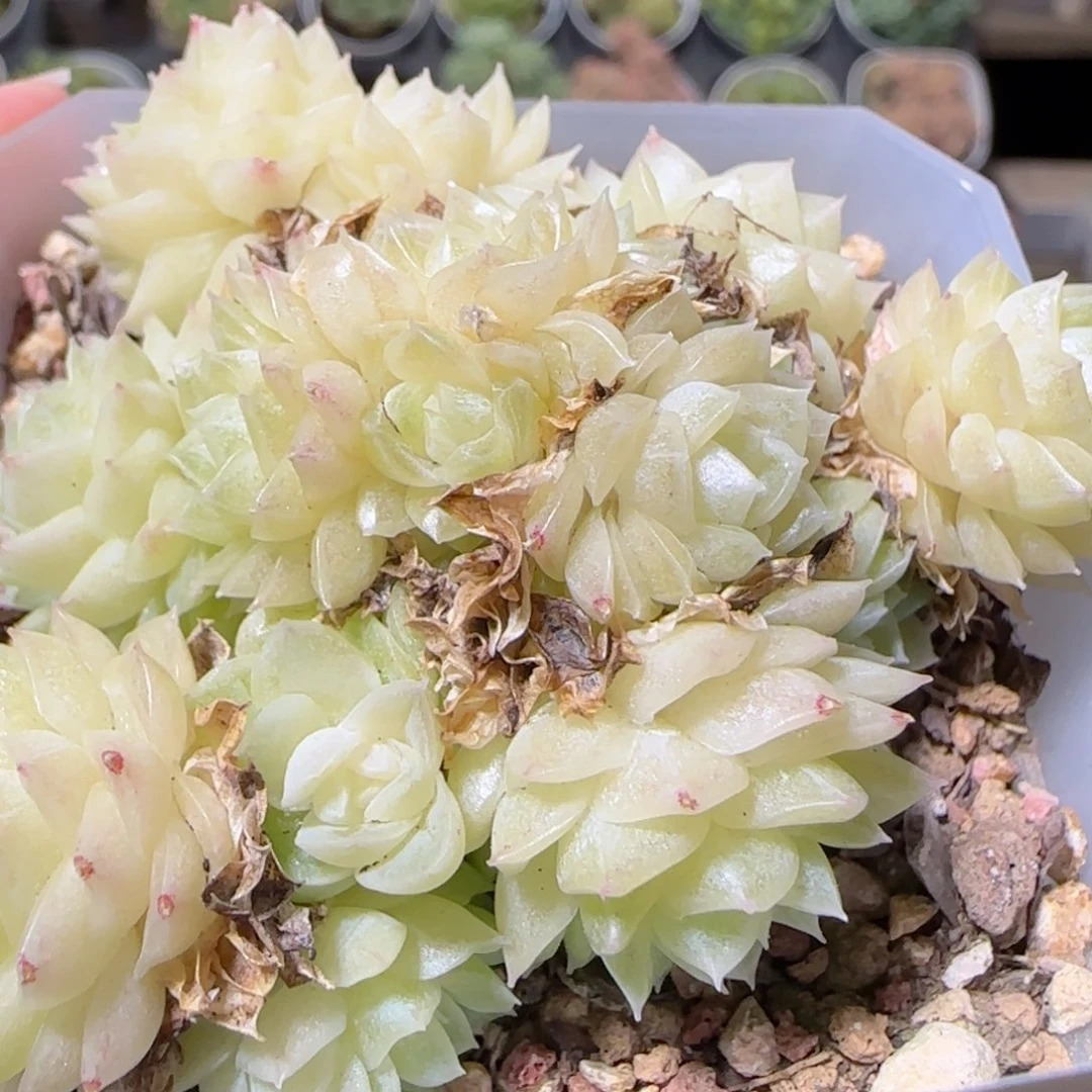 花语逸镜1025-72麦秆散