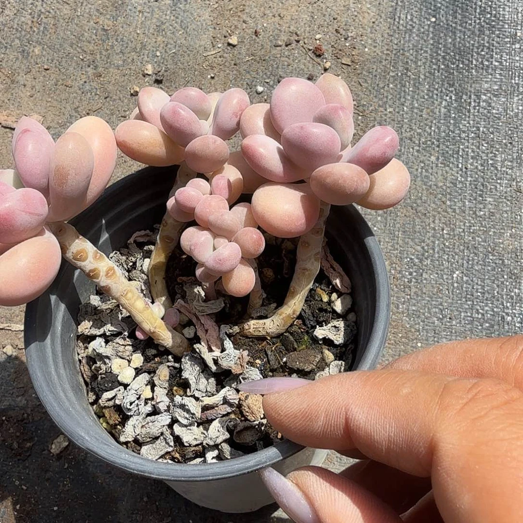 精控桃蛋多肉植物