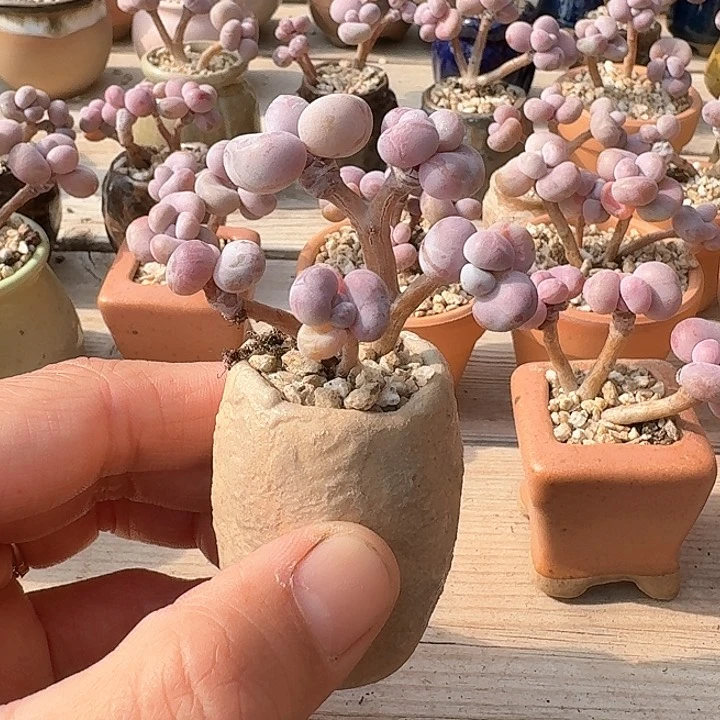 嫣b j x fu k f g j h 215