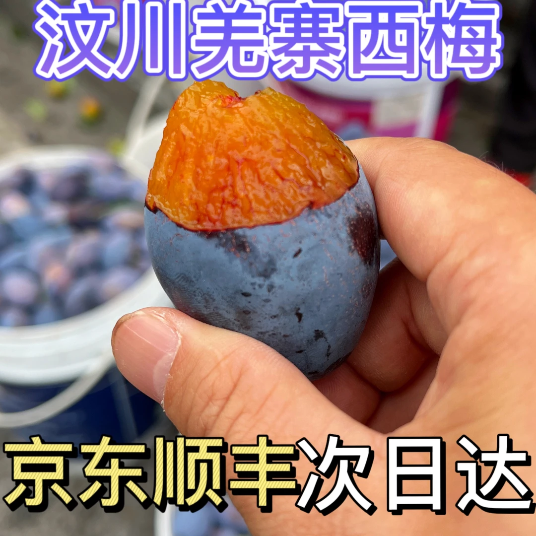 (京东顺丰冷链)正宗阿坝州汶川西梅茂县蓝蜜西梅女神果3斤5斤1斤