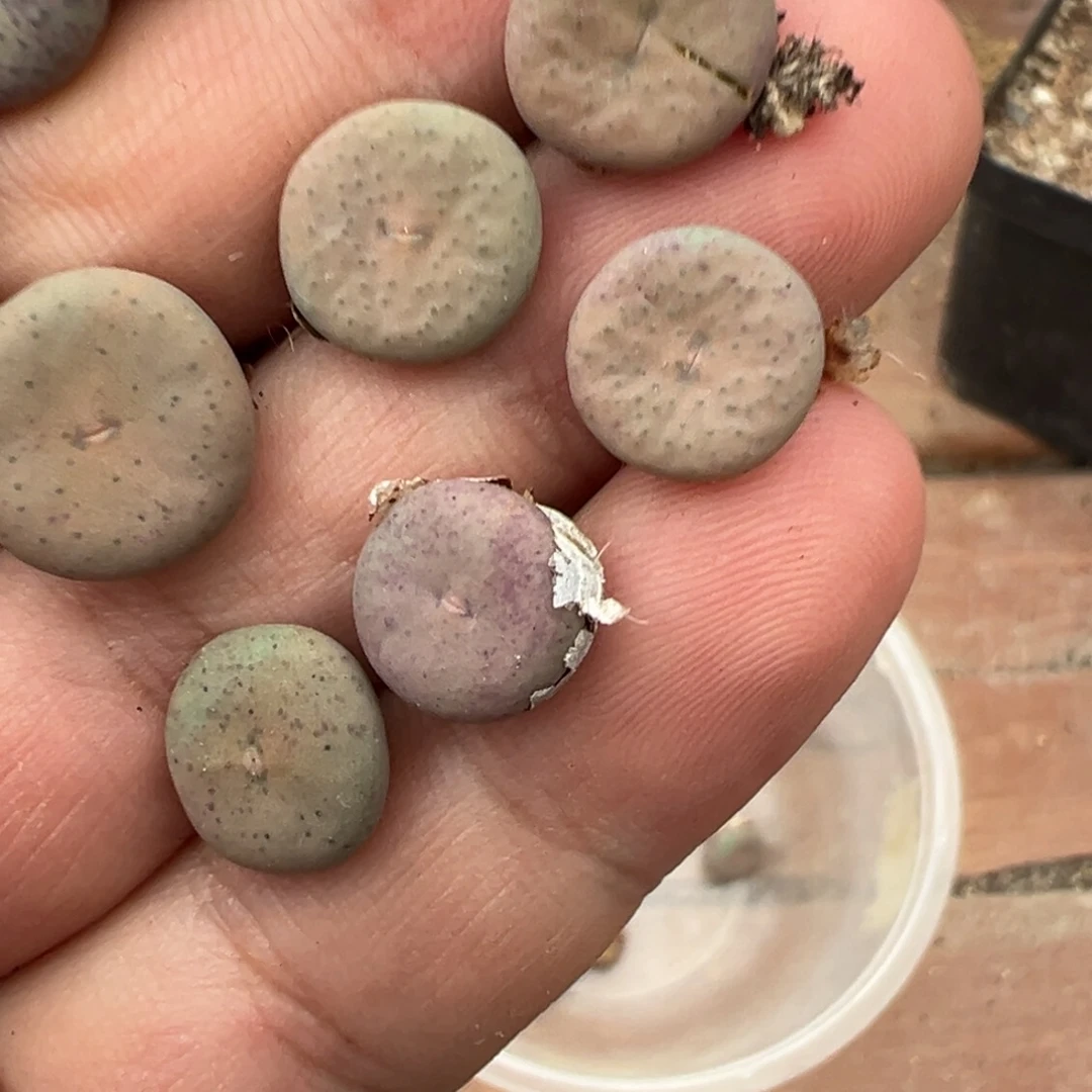 量拍大型粉奶油嘴一颗