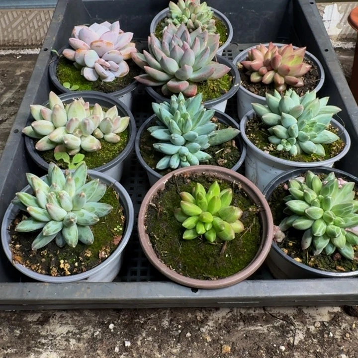 2538多肉植物一物一拍