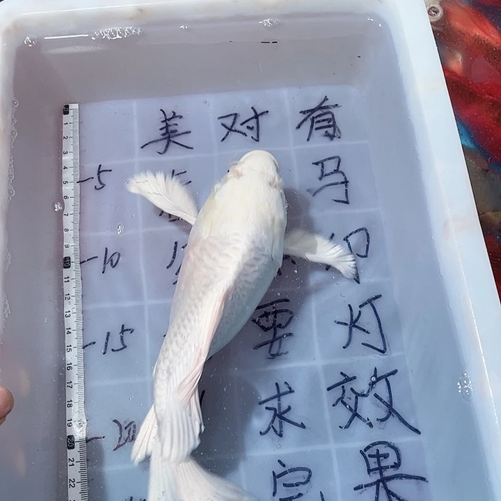 蝴蝶鲤鱼渔场直发48
