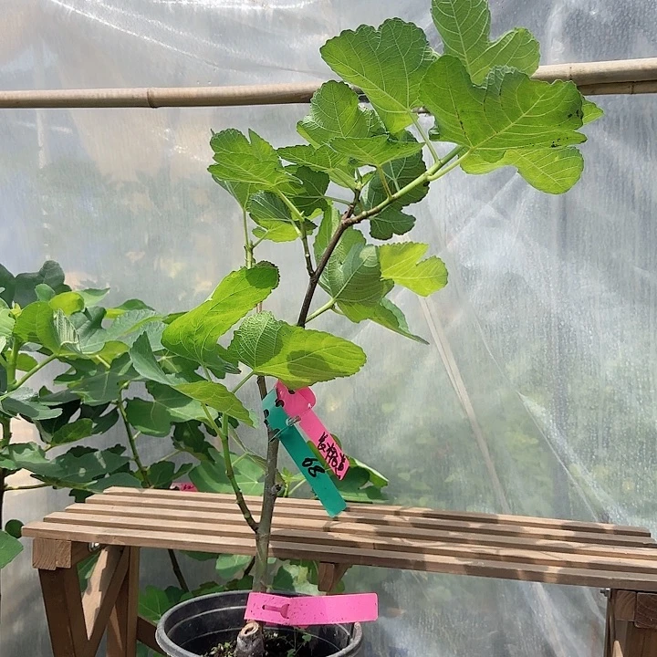 当前无花栽培后可以开花无花果树苗68号长柄黄