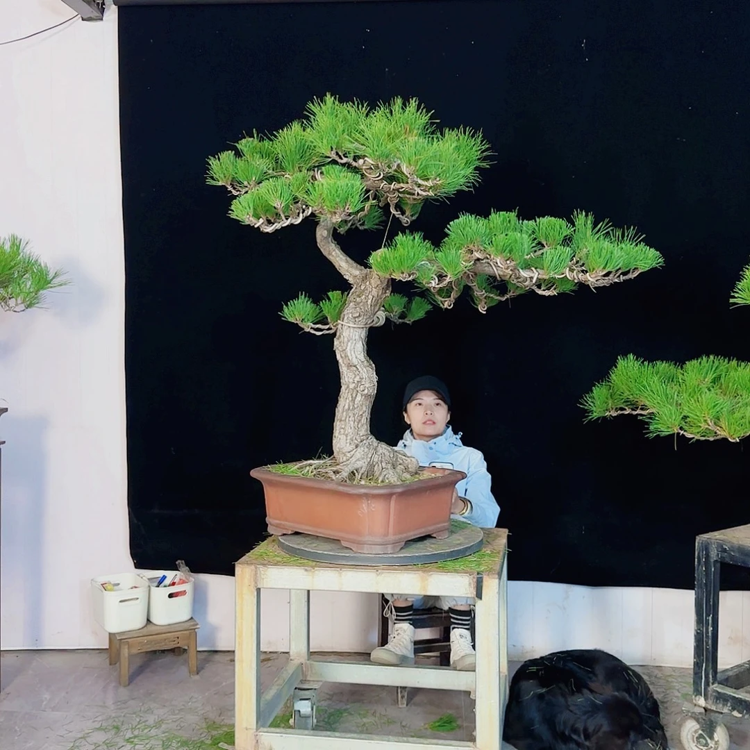 一***尘无花朵黑松盆景直播间