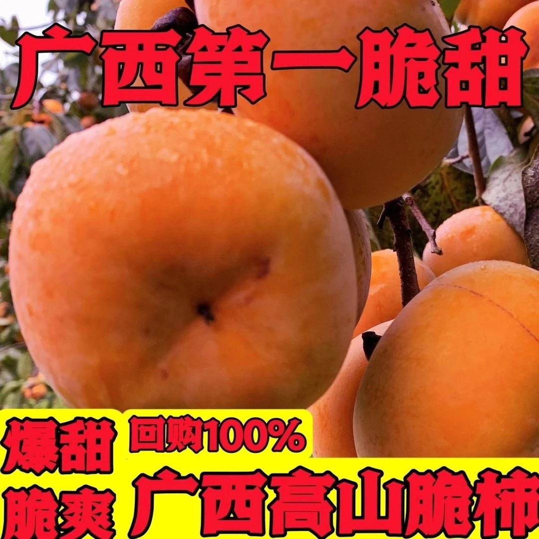 广西桂林恭城脆柿新鲜应季无核大果冰糖心甜脆水果秋冬柿子孕妇可