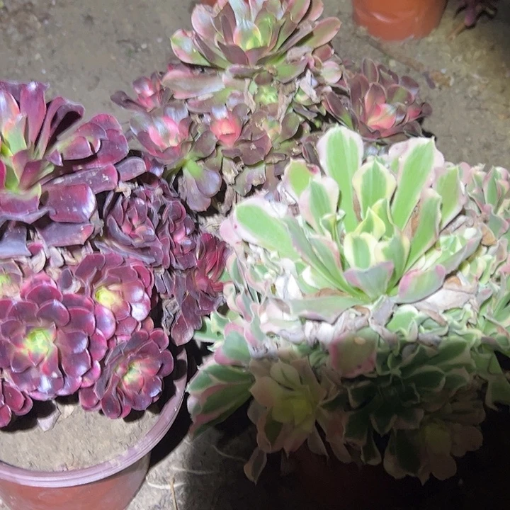 教***动不包侧枝一物一拍12