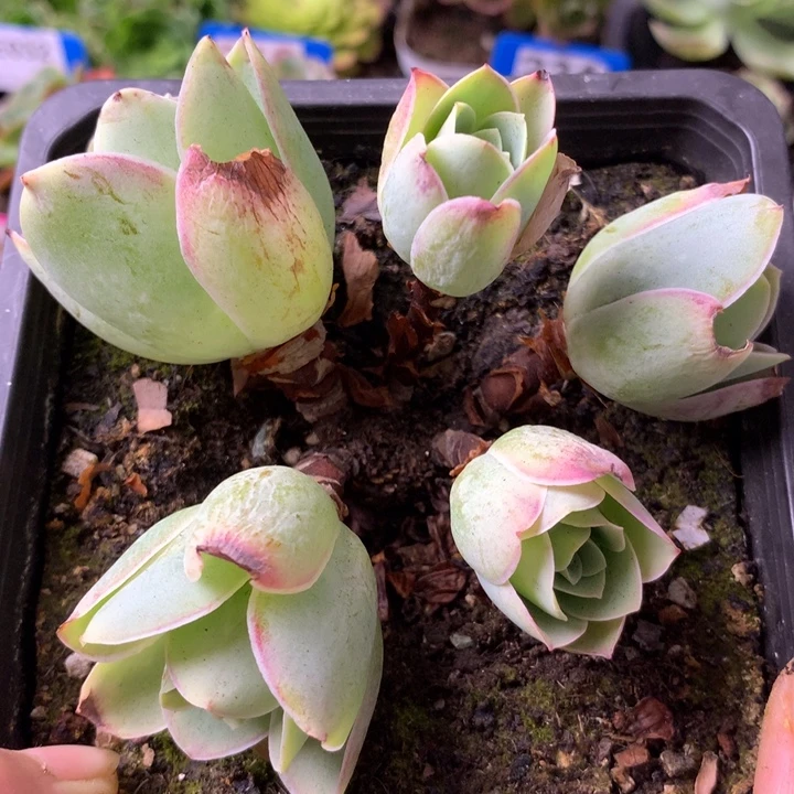 一物一拍星辰琉璃181