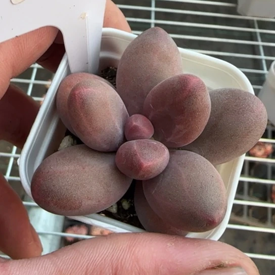 10糖果美人一物一拍多肉