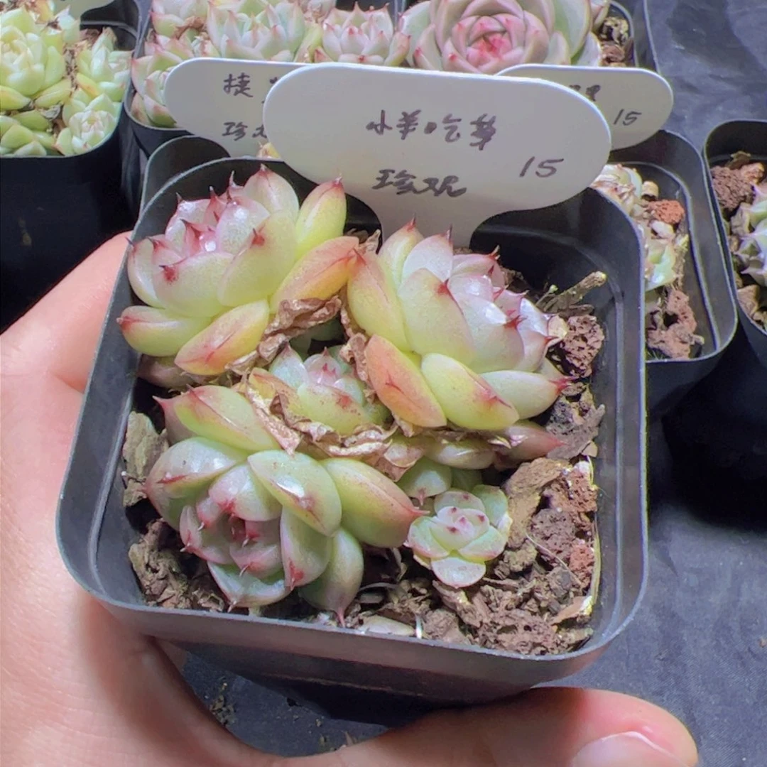 小***@珍妮，多肉植物