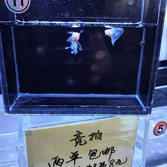 孔雀鱼8蓝白大C一对
