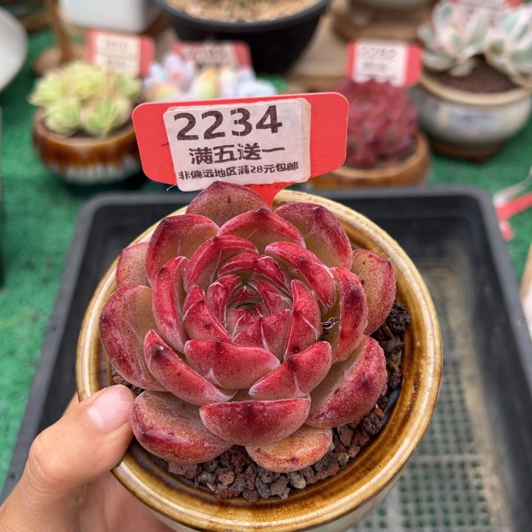 表妹精品多肉2234.