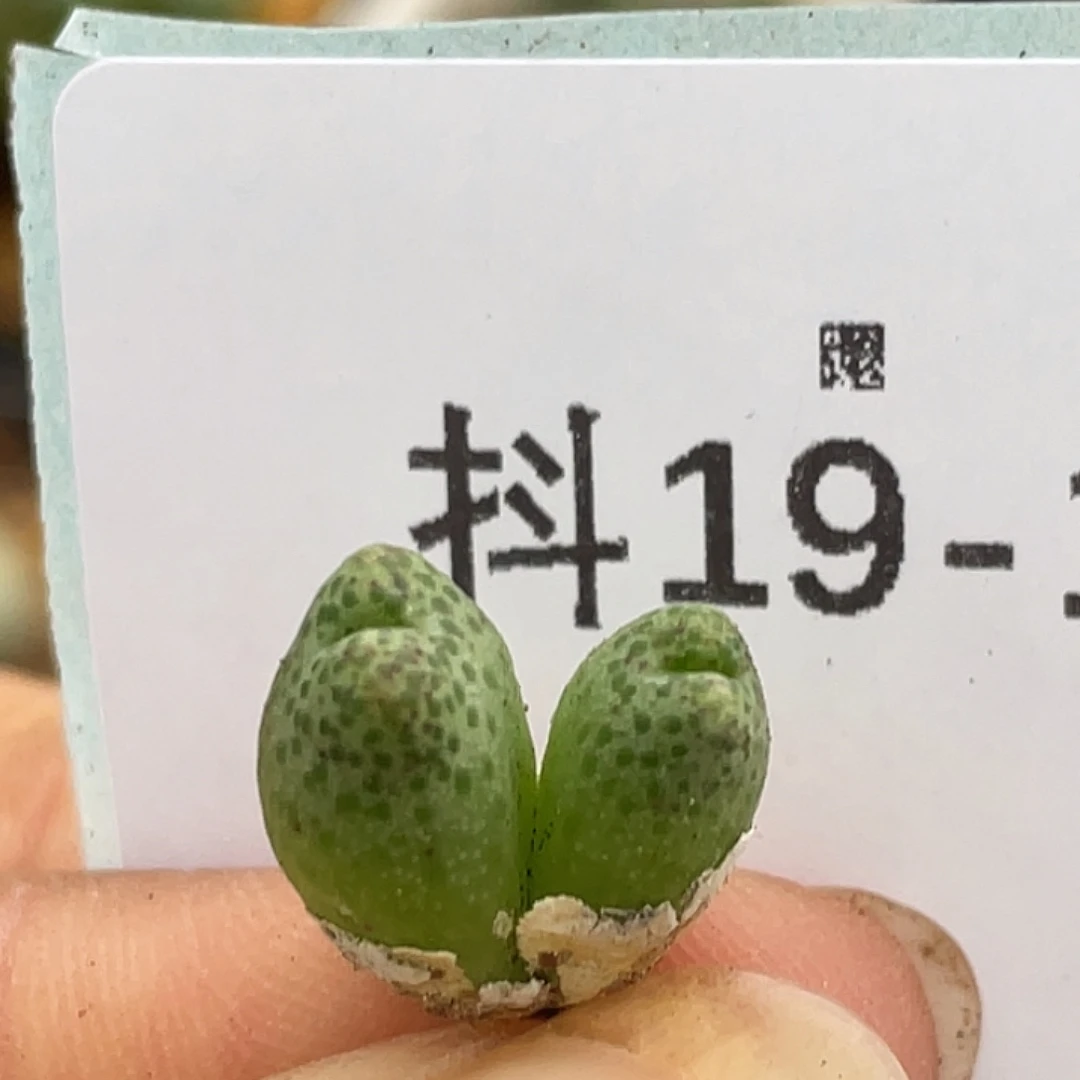 19-15草莓斑马肉锥