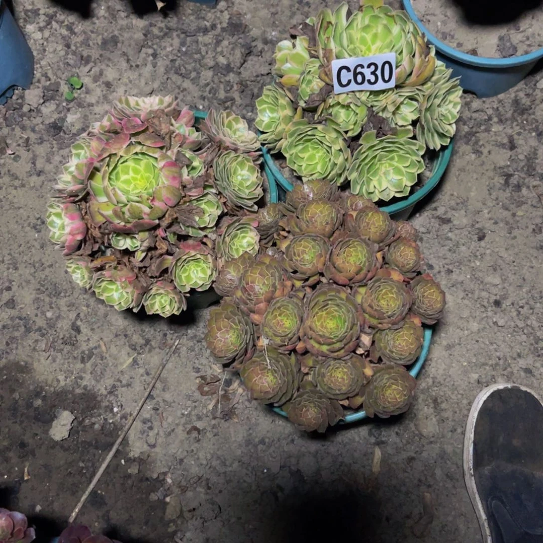 三盆法师16///////45包邮