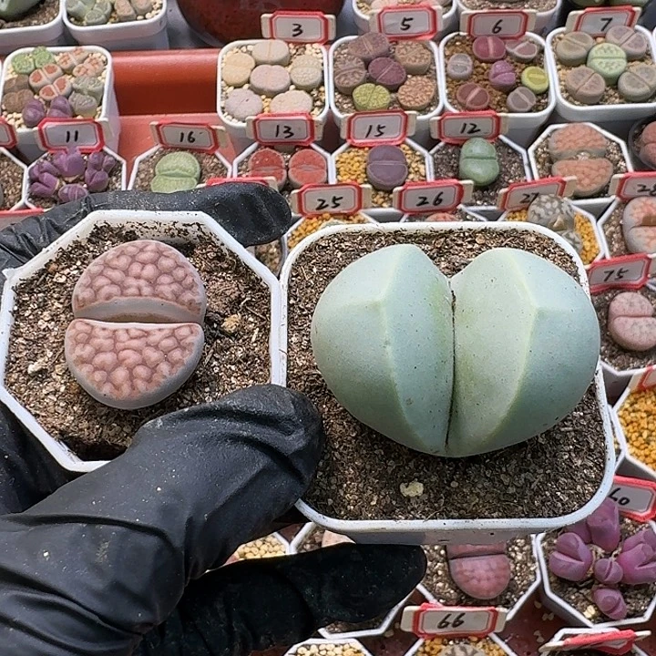 用***6生石花11111111。   205