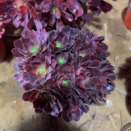 花纳绣球9.9多肉植物