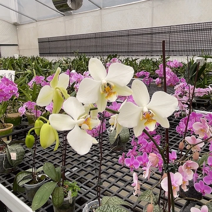 无花朵编号907史塔基